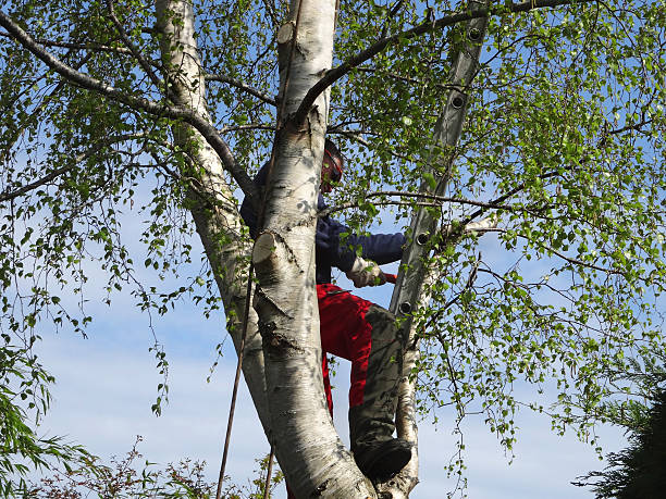 Best Seasonal Cleanup (Spring/Fall)  in Colfax, IA