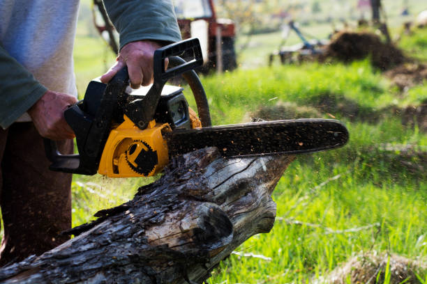 Best Root Management and Removal  in Colfax, IA